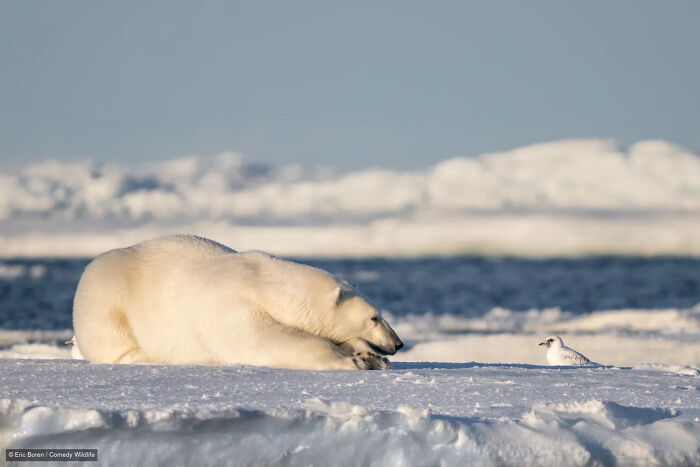 A relaxed polar bear watching a bird from the Nikon Wildlife Photography Contest