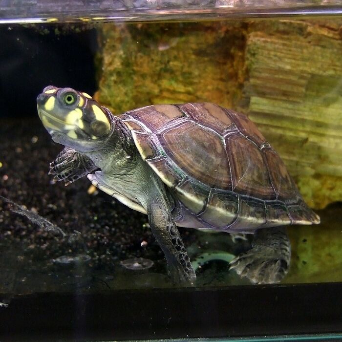 Seven Siekopai Women Combine Cultural Tradition With Technology To Protect Turtles In Ecuador