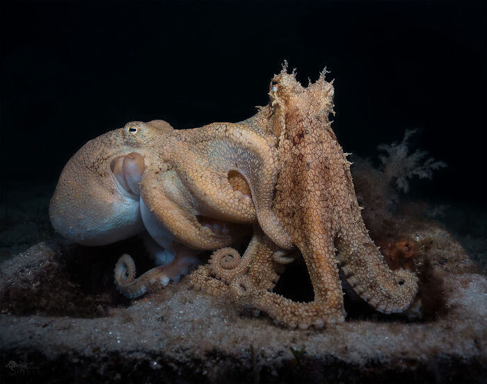 Two octopuses interacting deep at the bottom of the ocean