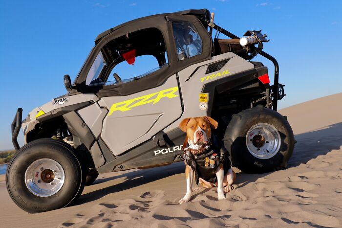 A brown and white dog wearing a leather vest next to an off-road vehicle during a Mad Max photoshoot.
