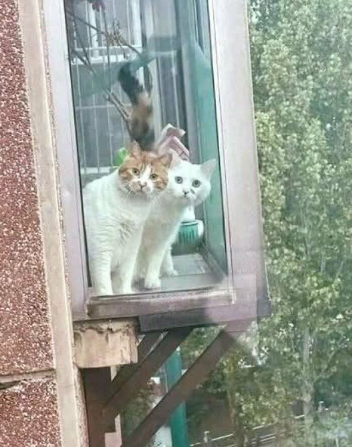 Nosy Neighbours.. 🤣