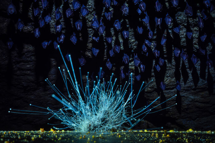 Glowing blue fungus growing inside a dark bat cave, showcased in European Photography Contest wildlife photos.