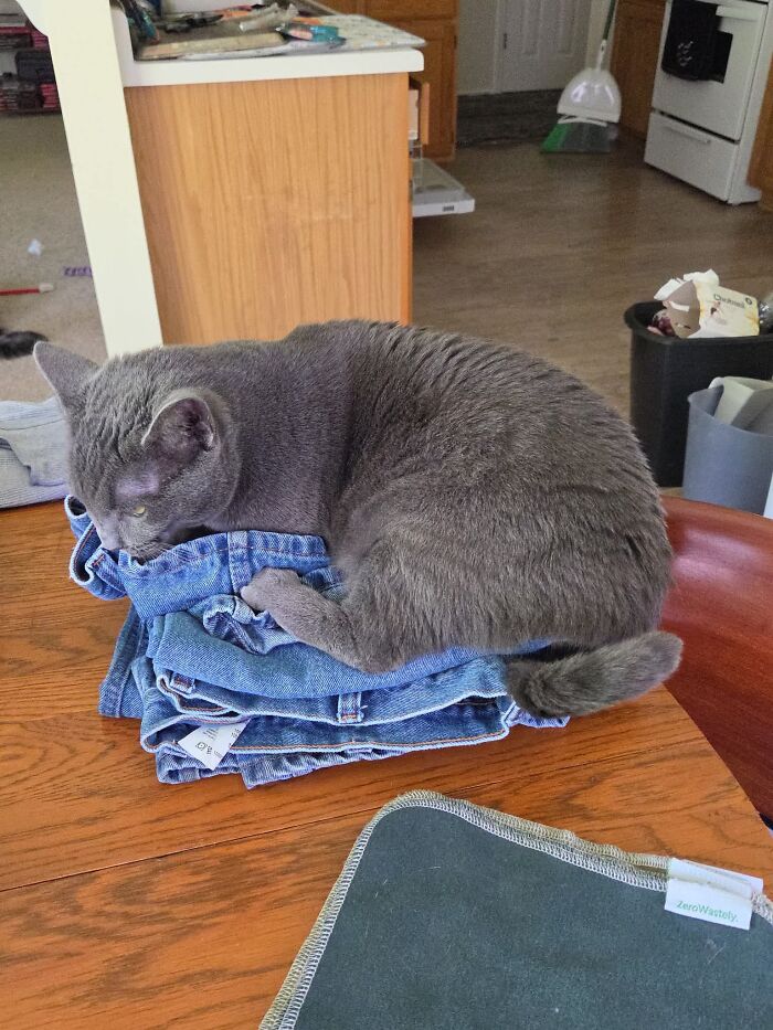 Warm Jeans Right Outta The Dryer, Sage Was Holding On For Dear Life