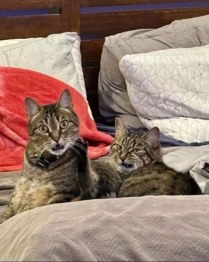 Cat Photo Of The Year.. 🤣