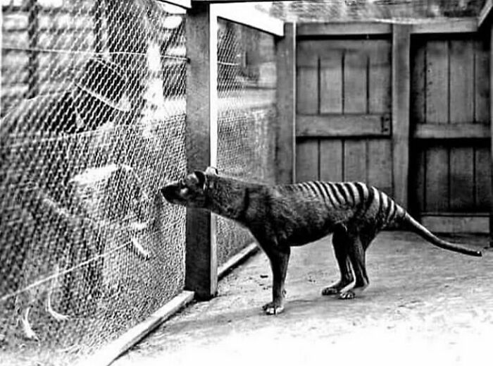 A black and white photo of an extinct Tasmanian tiger in a zoo enclosure, illustrating facts about the past.