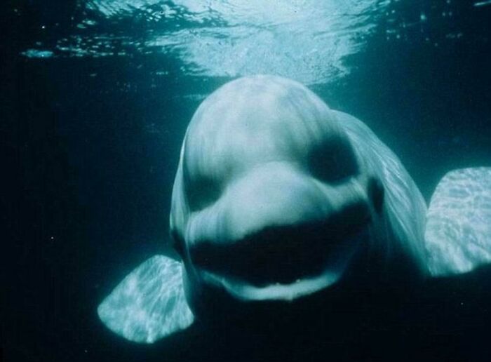 A beluga whale swimming underwater, looking towards the camera from the bottom of the ocean.
