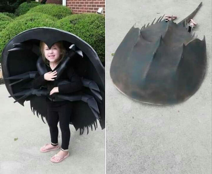 Girl wearing giant horseshoe crab Halloween costumes with one photo showing her lying flat on the ground.