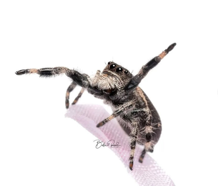A tiny, cute jumping spider balancing on a thin pink ribbon with its front legs outstretched.