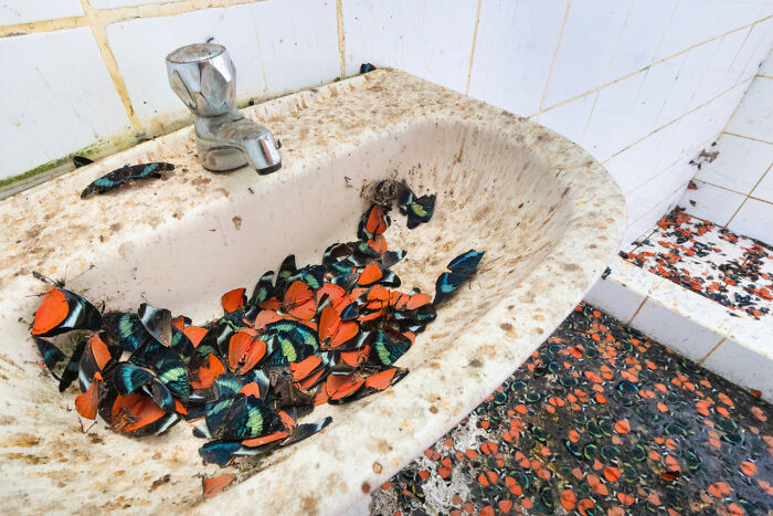 Wildlife photo showing colorful butterflies covering a sink basin inside an old bathroom.