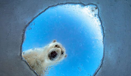 20 najlepszych zdjęć z konkursu European Wildlife Photographer Of The Year 2026 (GDT)