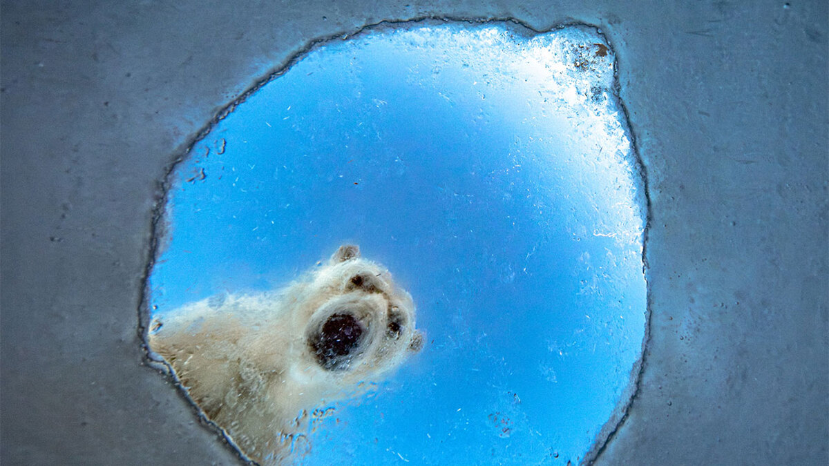 20 najlepszych zdjęć z konkursu European Wildlife Photographer Of The Year 2026 (GDT)