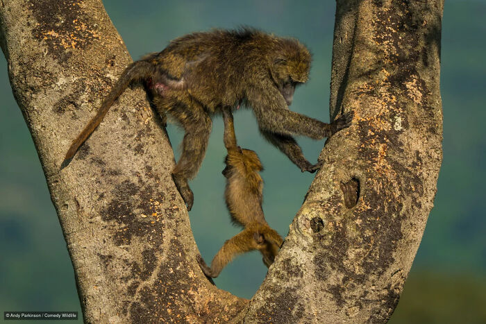 A baby baboon hanging from its mother on a tree, featured in Nikon Wildlife Photography Contest