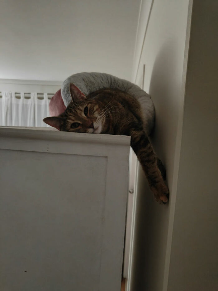Maple Loves The Top Of The Cabinet 😻