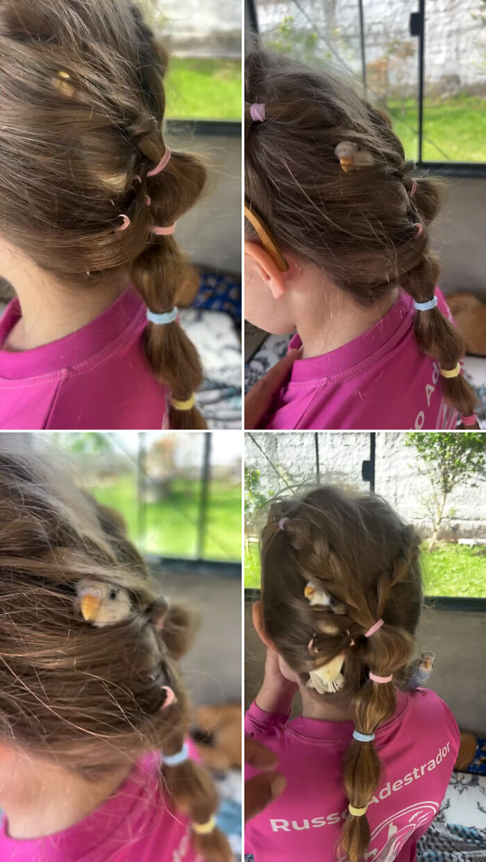 A small budgie naps inside an animal trainer daughter hair braid
