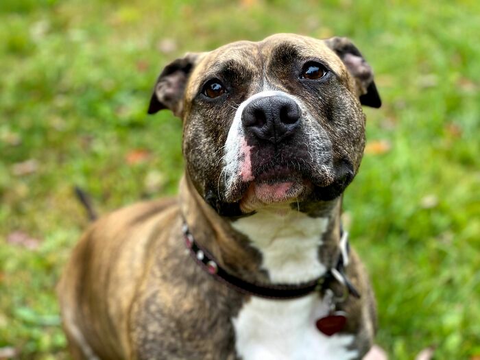 'Hunger Games' Star Josh Hutcherson Shares His Heartwarming Rescue Story to Inspire Dog Adoptions