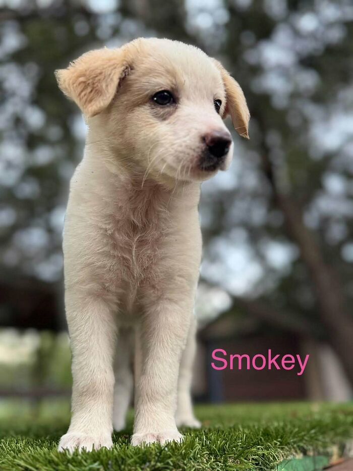 Fluffy abandoned puppy named Smokey standing on grass