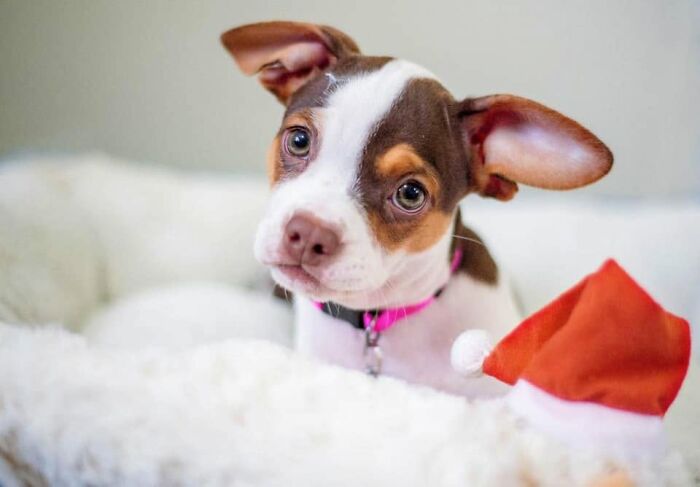 An adorable abandoned puppy with brown and white fur looks up curiously from a white dog bed
