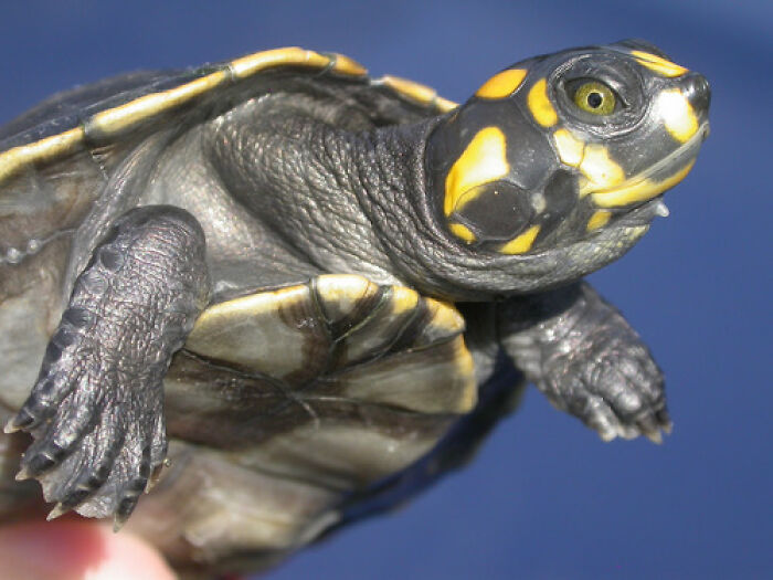 Seven Siekopai Women Combine Cultural Tradition With Technology To Protect Turtles In Ecuador