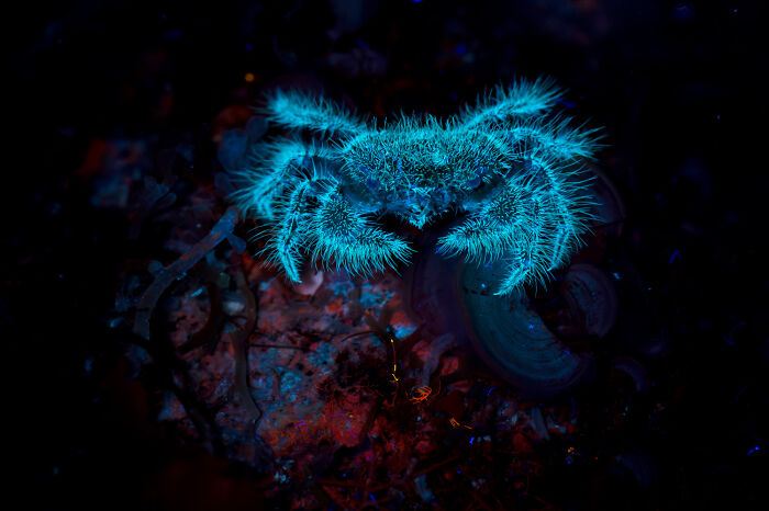 Wildlife photo of a glowing blue bioluminescent crab in dark ocean waters.