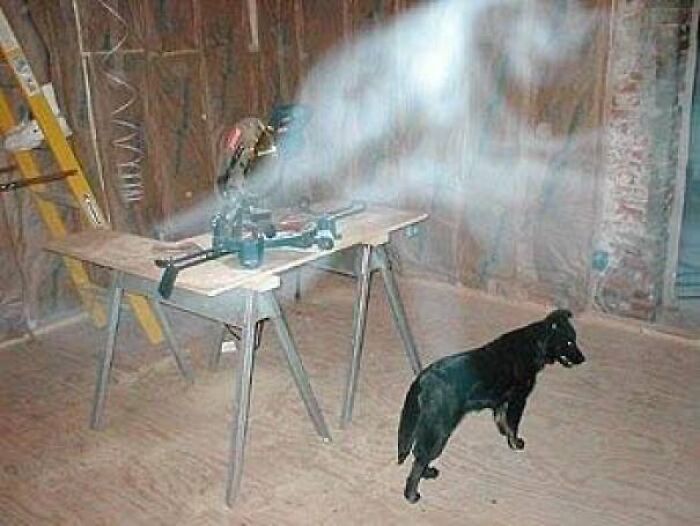 A strange ghost-like mist swirling near a dog indoors, seen in real-life photos like a horror movie.