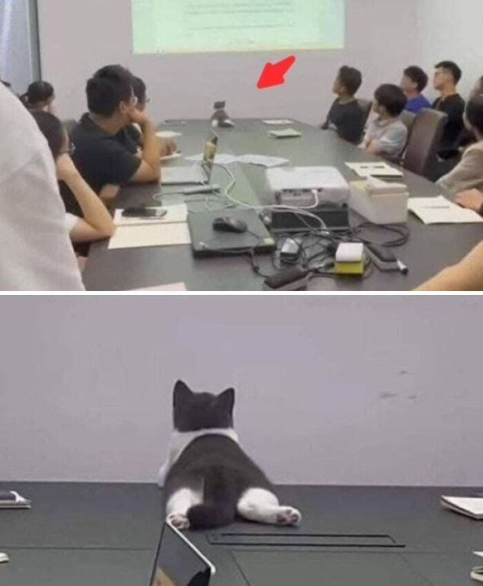 The Cat Is The Real Boss Of This Meeting... 🤣