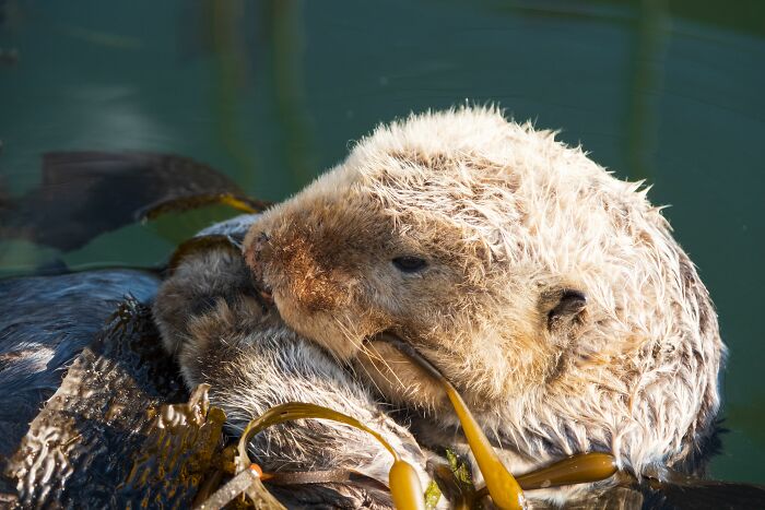 Close-up of a cute sea otter resting while wrapped in seaweed to stay warm