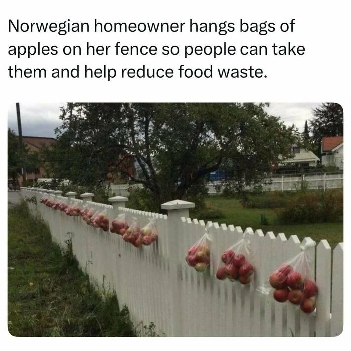 Plastic bags of apples hanging on a white fence to share food, showing fascinating stories.