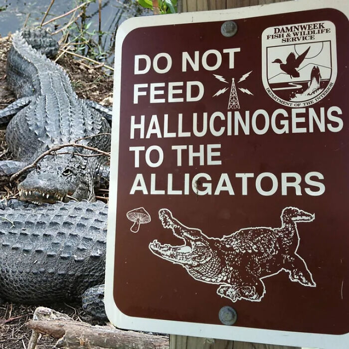 A sign warning not to feed hallucinogens to the alligators, showing someone made a mistake.