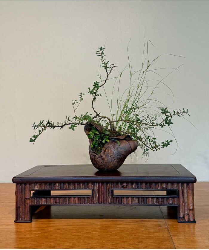 Organic brown ceramic pot holding a small bonsai arrangement as part of beautiful pottery creations.