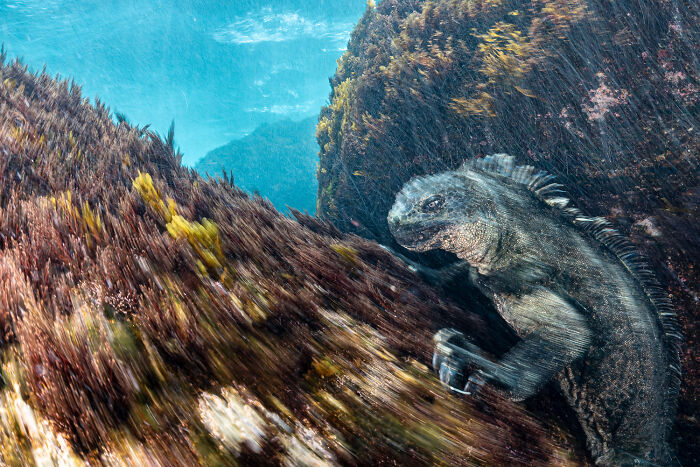 Wildlife photo of a marine iguana swimming underwater near seaweed covered rocks.