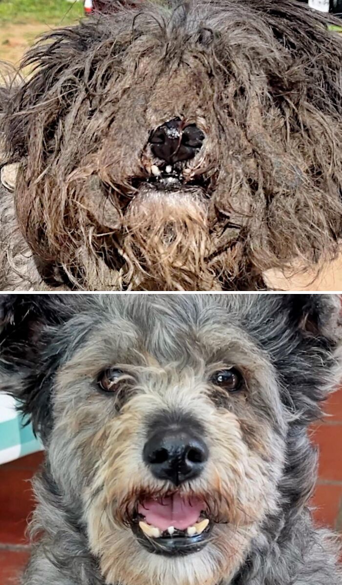 Before and after of a neglected dog with matted fur transformed into a happy dog after animal rescue.