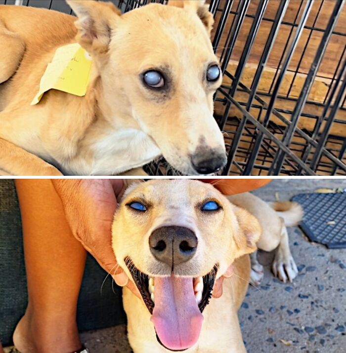 A blind, once neglected dog is now smiling, happy and healthy after being saved by an animal rescue.