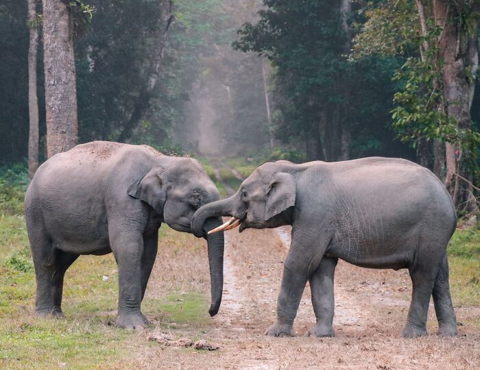 Two gentle giants touching trunks on a forest dirt path, highlighting interesting elephant facts.