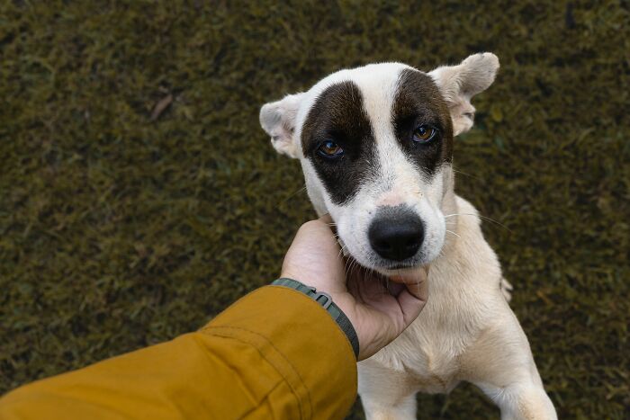 'Hunger Games' Star Josh Hutcherson Shares His Heartwarming Rescue Story to Inspire Dog Adoptions