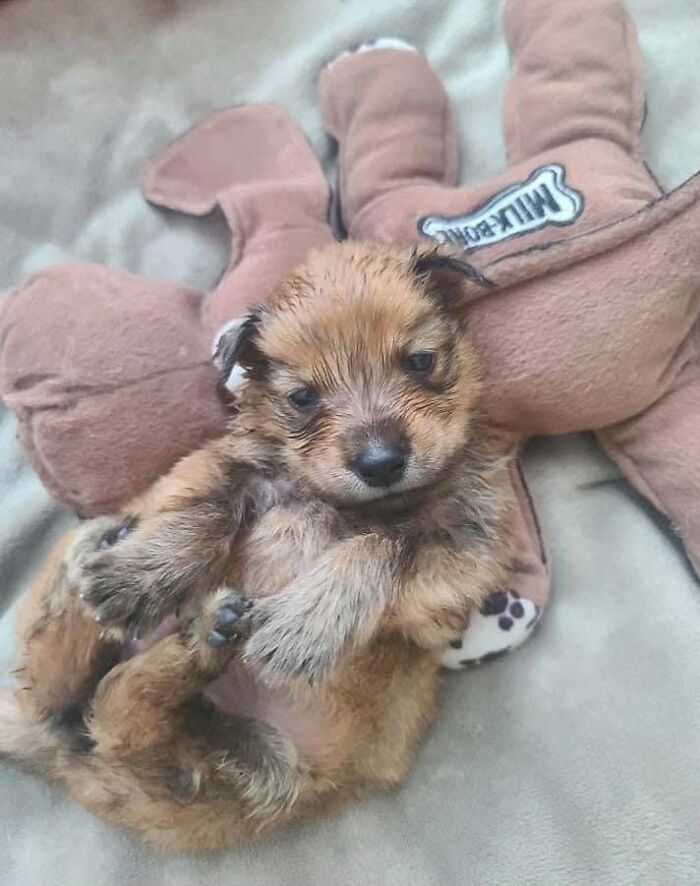 A fluffy brown abandoned puppy lies on its back next to a plush toy