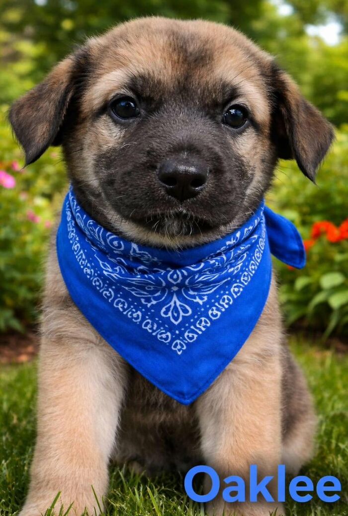 A fluffy brown puppy named Oaklee wearing a blue bandana, rescued by All Sato Rescue