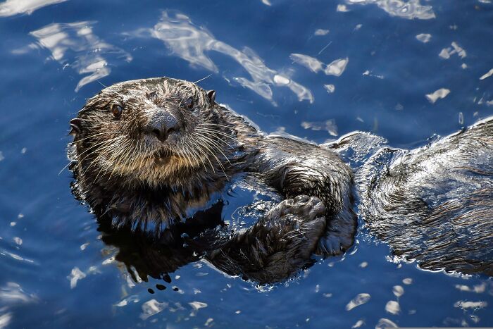 A cute sea otter floats on its back in the blue water, showing its resting habit to stay warm.