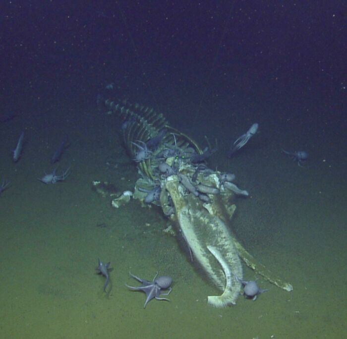 Deep-sea octopus community surrounding a whale skeleton discovered at the bottom of the ocean