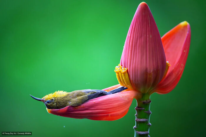 A small yellow bird resting in a pink flower, a funny wildlife photography contest entry.