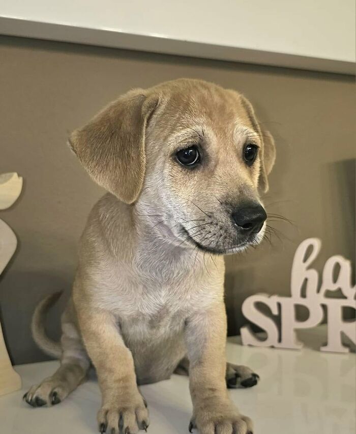 A light brown puppy looking hopeful, rescued by All Sato Rescue, sitting on a table