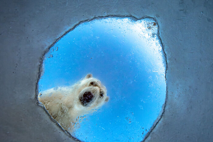 Wildlife photo of a polar bear looking up through a breathing hole in icy blue water.