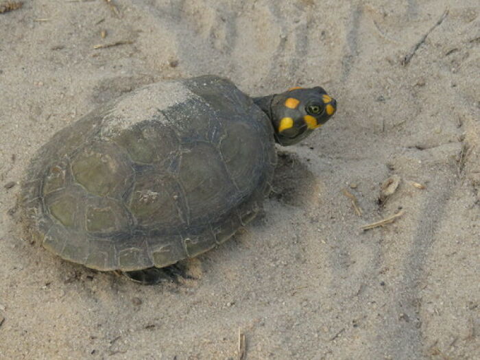 Seven Siekopai Women Combine Cultural Tradition With Technology To Protect Turtles In Ecuador