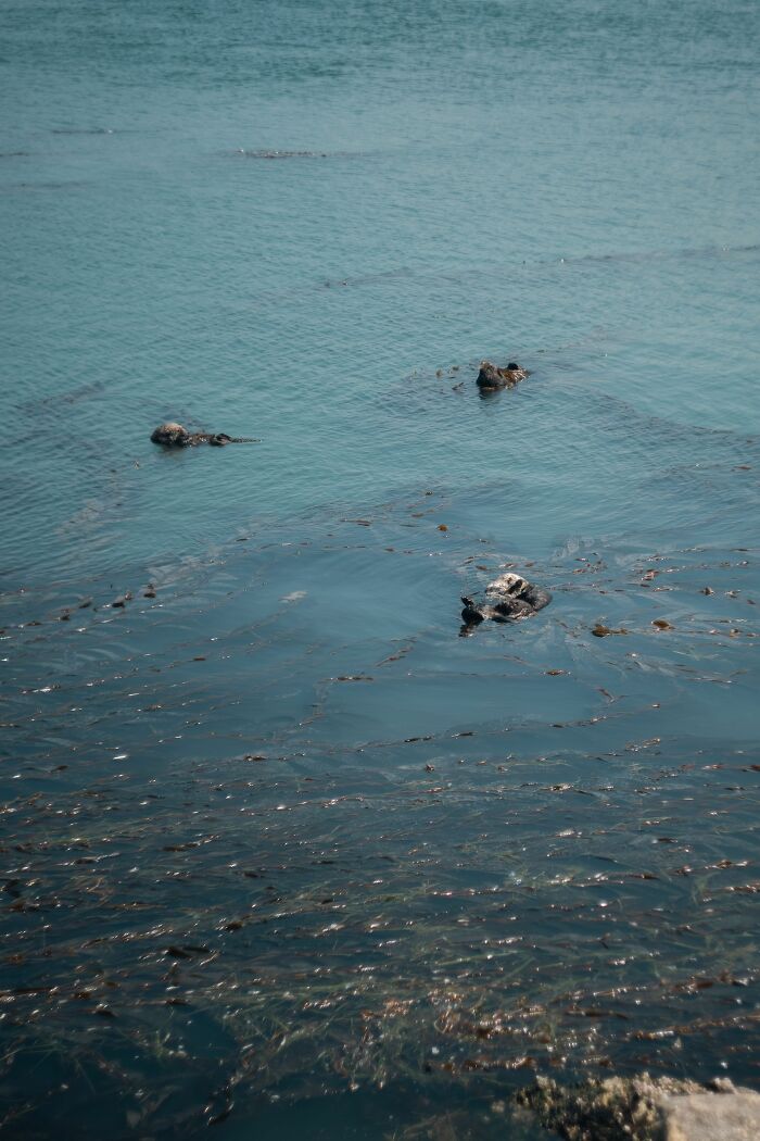 A group of sea otters displaying their sea otter resting habit floating in open water