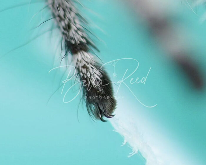 An extreme close-up of a fuzzy leg from an adorable jumping spider against a turquoise background