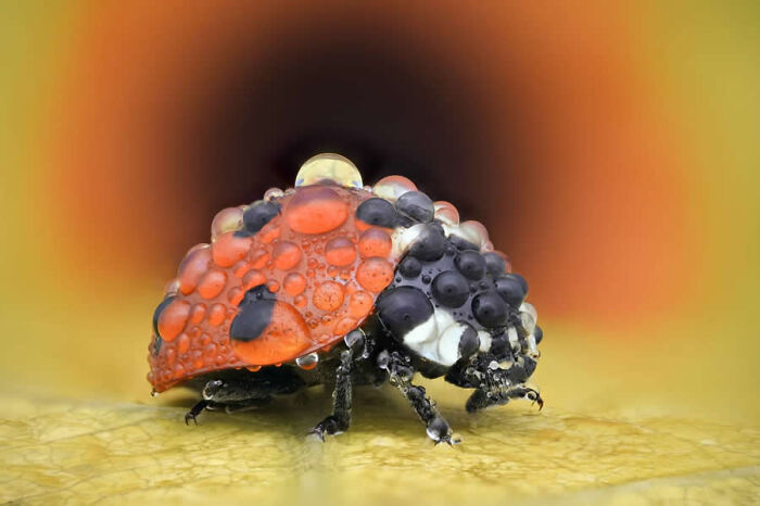 Macro photo of a ladybug covered in water droplets resting on a yellow surface.