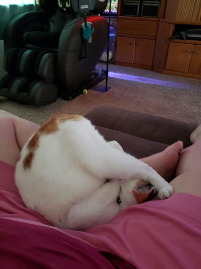 This Is Ducky. She Likes To Flip Around On My Lap