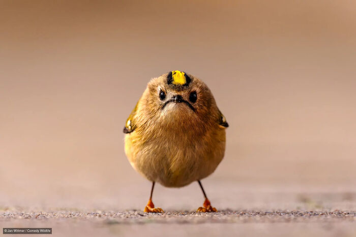 Hilarious angry little bird staring at camera from Nikon Wildlife Photography Contest.