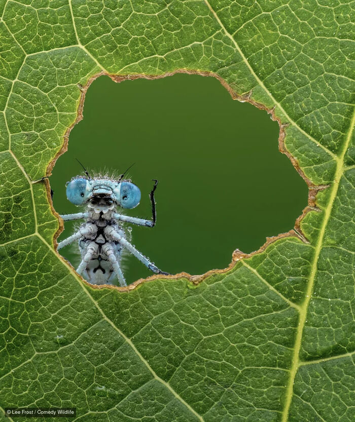 A blue damselfly peeking through a hole in a green leaf, from the Comedy Wildlife Photography Contest.