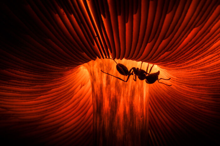 Wildlife photo of an ant silhouette climbing under a glowing red mushroom cap.