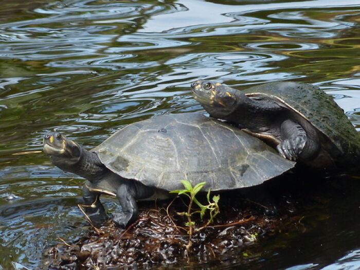 Seven Siekopai Women Combine Cultural Tradition With Technology To Protect Turtles In Ecuador